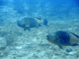 Rainbow Parrotfish IMG 3296